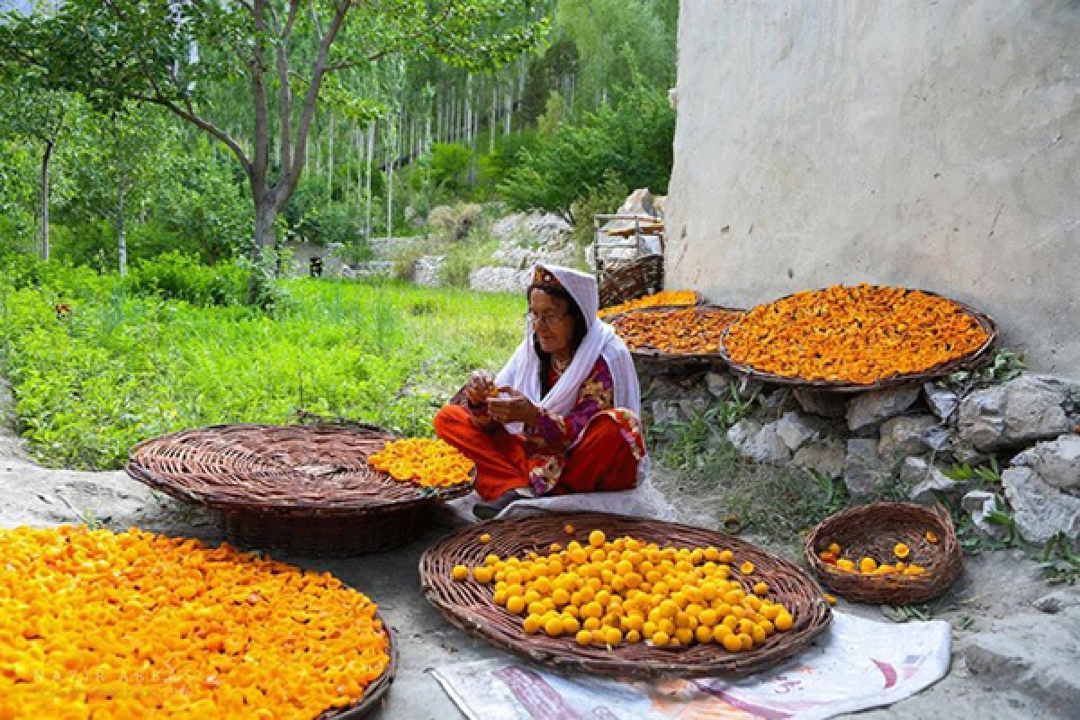 Người Hunza ít ăn thịt, không ăn thực phẩm chế biến sẵn, chủ yếu sử dụng rau củ quả trồng trong vườn nhà. Ảnh: Express Tribune