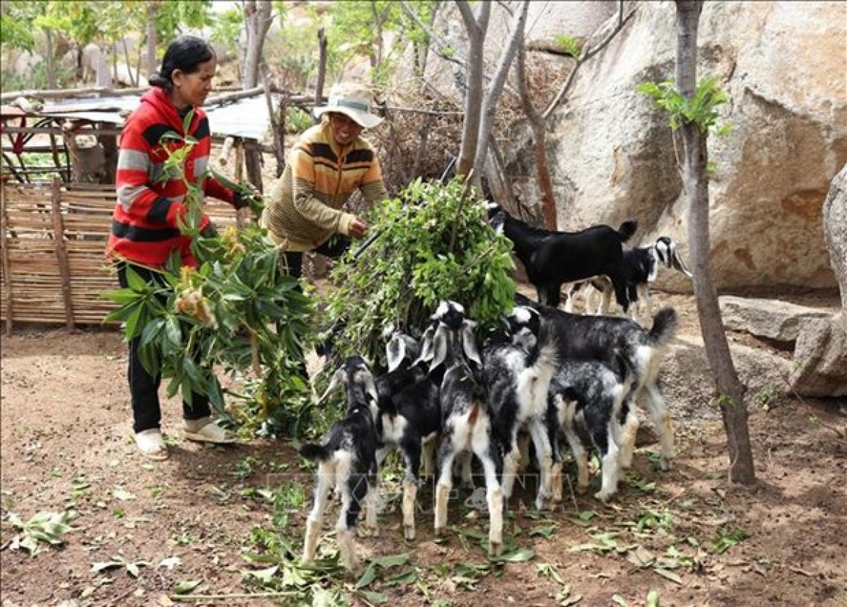 Tỉnh Ninh Thuận jhul khang dom sarak piah patagok kein lagaih ka urang kumei