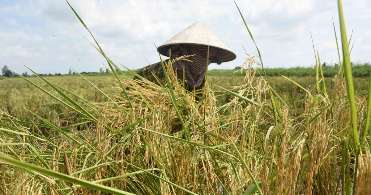 Jhul khang bruk ngak padai chất lượng glaong tui mblang hamu praong