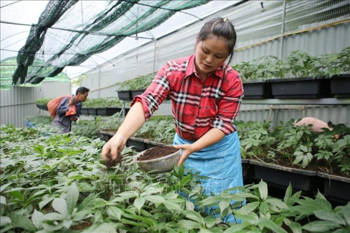Trồng cây dược liệu giúp người dân vùng dân tộc thiểu số xoá đói, giảm nghèo bền vững.