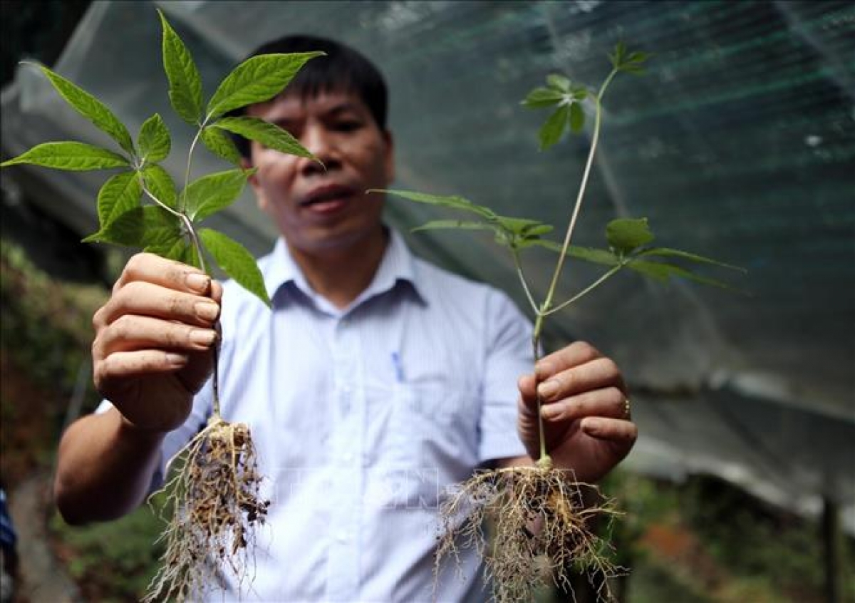 Tơơm Sâm nắc mưy râu tơơm zanươu chr'nắp bhlâng ooy pa zêng râu tơơm zanươu.