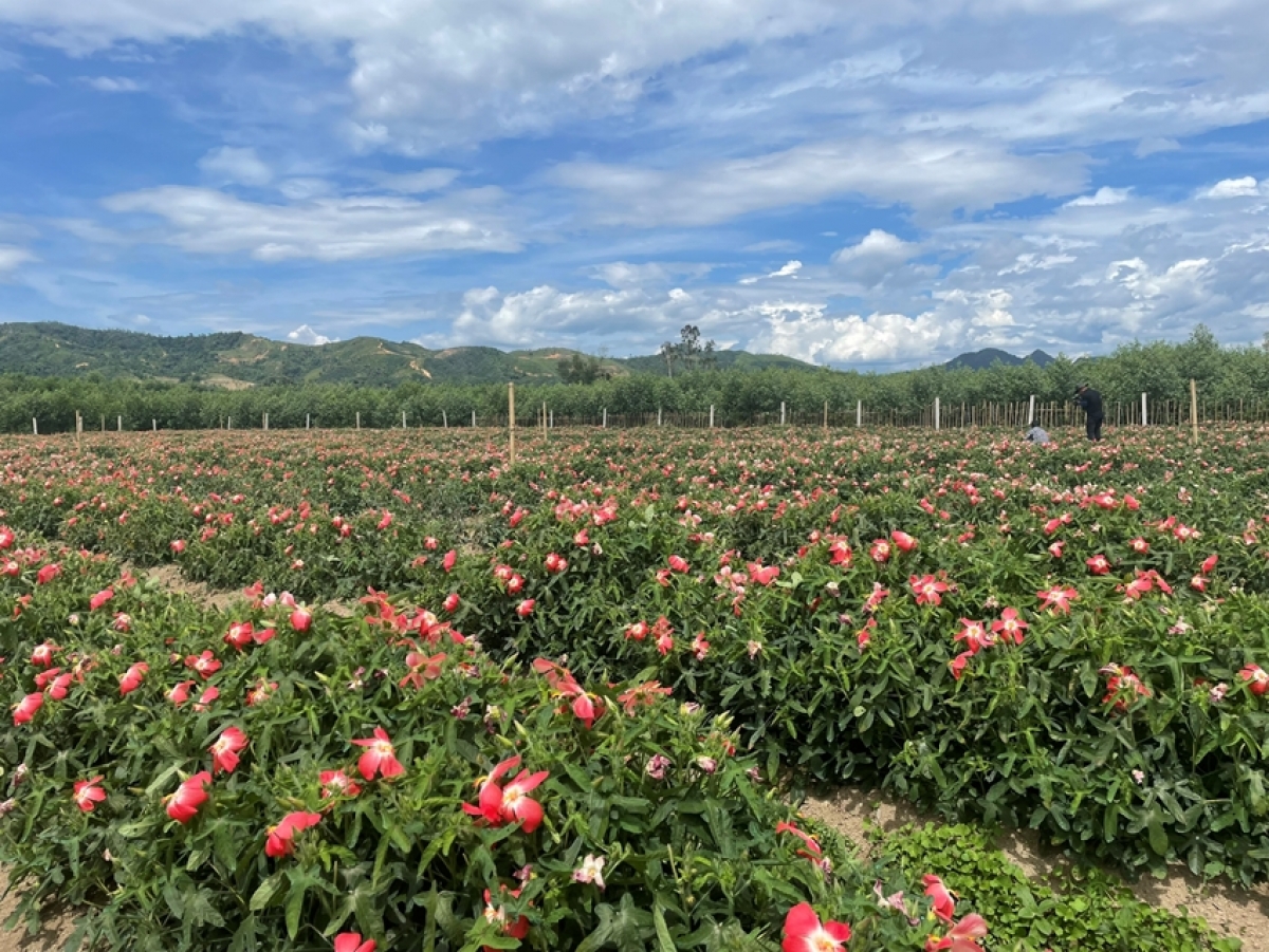 Pa dưr pa xớc tơơm sâm Bố Chính cóh A Lưới.