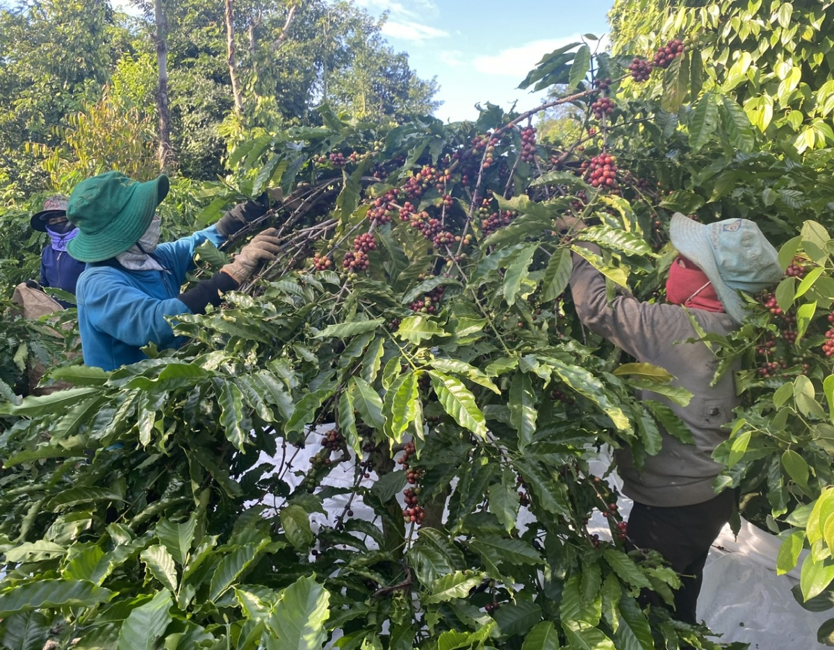 Cau lơh broă sa tàm Tây Nguyên mŭt tàm kàl tơnhào kơphe