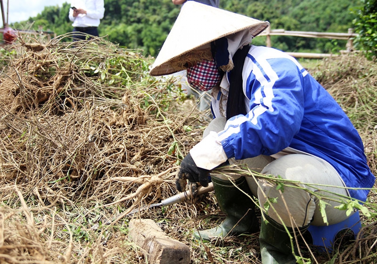 Đồng bào dân tộc thiểu số thu hoạch sâm