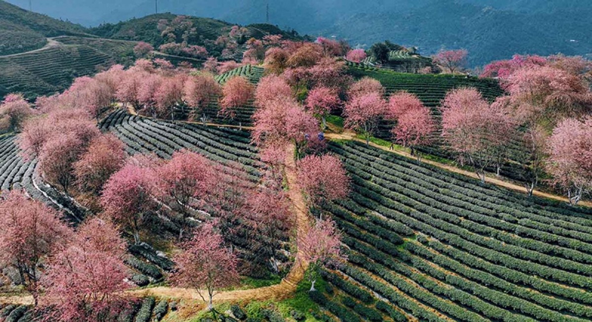 Nhìn từ trên cao xuống, du khách sẽ thấy mai anh đào bung nở màu hồng nhạt, xen với màu xanh mướt của chè tạo nên bức tranh thiên nhiên ấn tượng. Ảnh: Vũ Tiến Khương