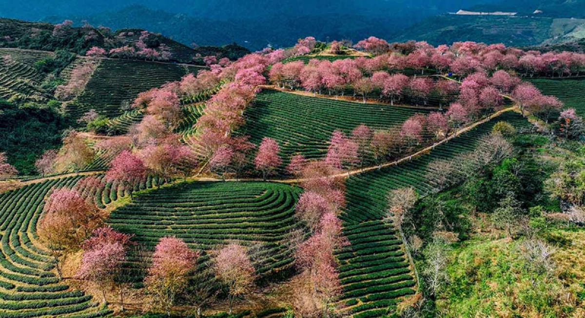 Điểm khác biệt của đồi chè Ô Long là những cây mai anh đào được trồng men theo lối đi quanh đồi chè. Thời gian ngắm đồi chè đẹp là khoảng tháng 12 đến tháng 1 Dương lịch. Ảnh: Vũ Tiến Khương