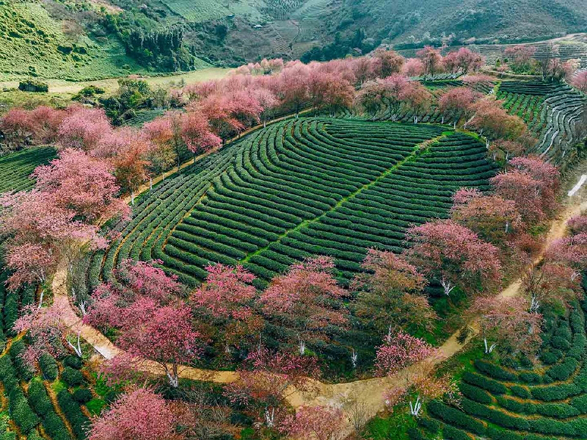 Đồi chè Ô Long cách trung tâm thị trấn Sa Pa khoảng 7km, nơi đây có độ cao khoảng 1.800m so với mực nước biển. Ảnh: Vũ Tiến Khương