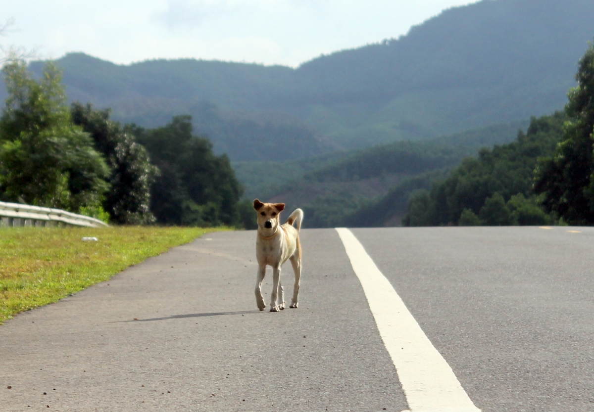 Nhiều lái xe giật mình khi thấy chó đi lại trên cao tốc Cam Lộ - La Sơn - Túy Loan