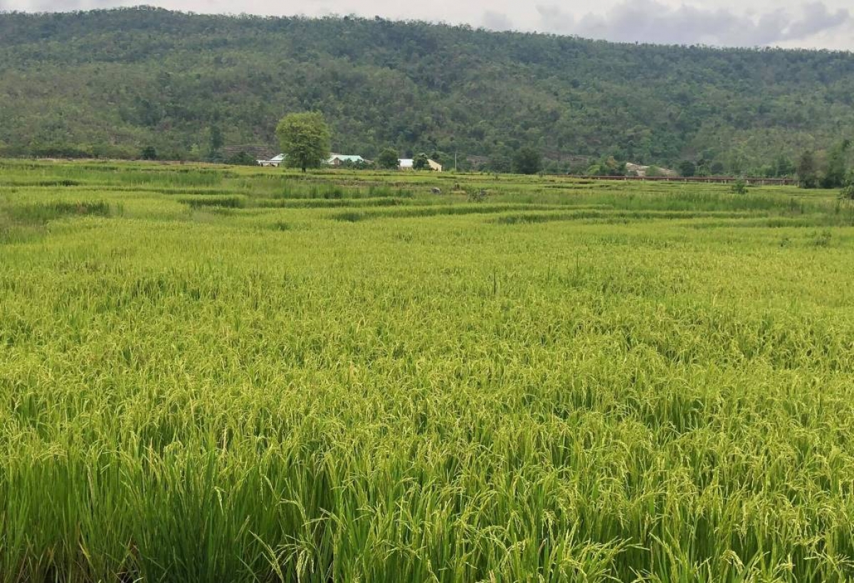 

Rơchôa têa Plei Keo mơ’no têa tôh báu, loăng plâi kum kuăn pơlê Jarai a cheăm kơpong xơpá Ayun châ mơdâ pêt báu 2 rơnó xông ngiât lĕm