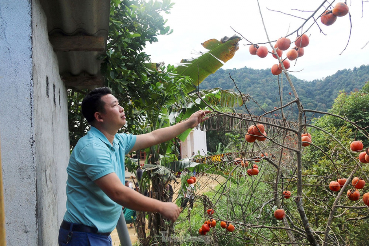 Người Mông ở Tây Sơn chủ yếu hái hồng chín về làm trang trí trong gia đình hoặc dùng ăn và làm quà cho khách thập phương đến bản.