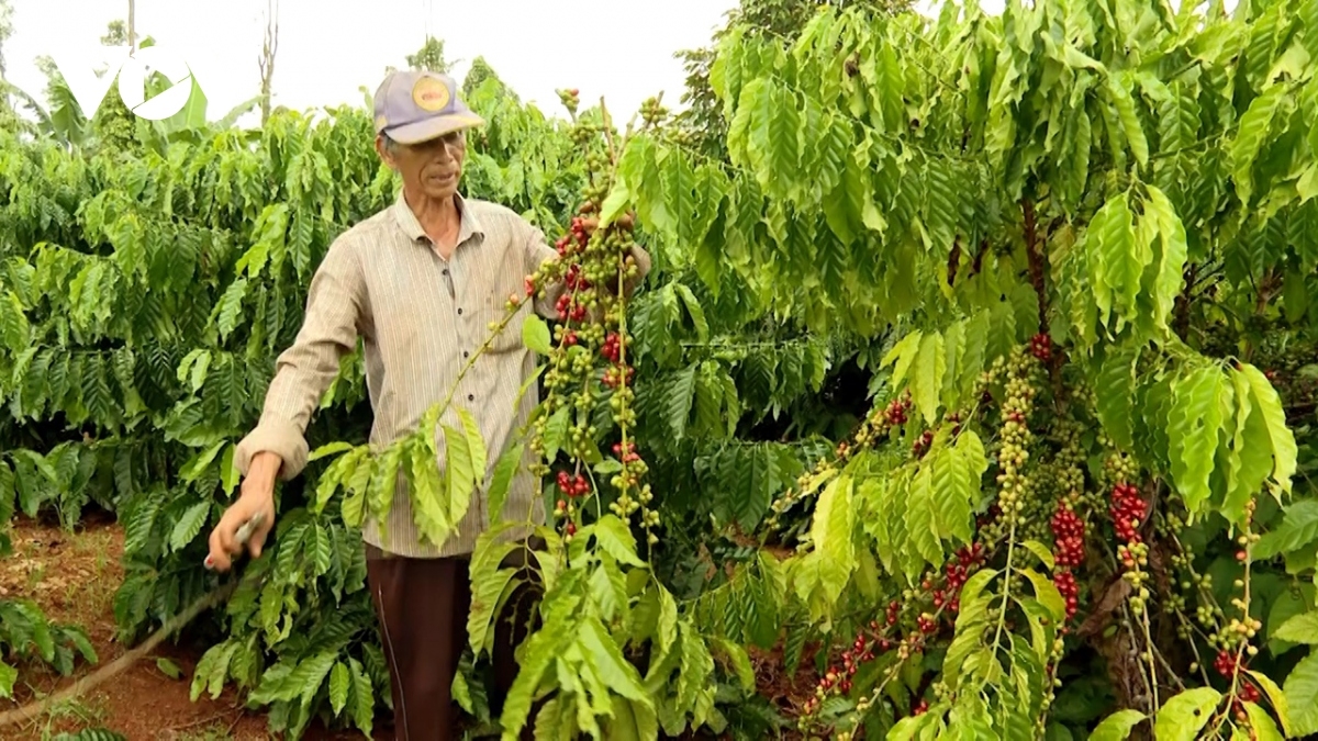 Ong  Lê Hoàng, huyện Châu Đức chreih chrai caphe hu yaom