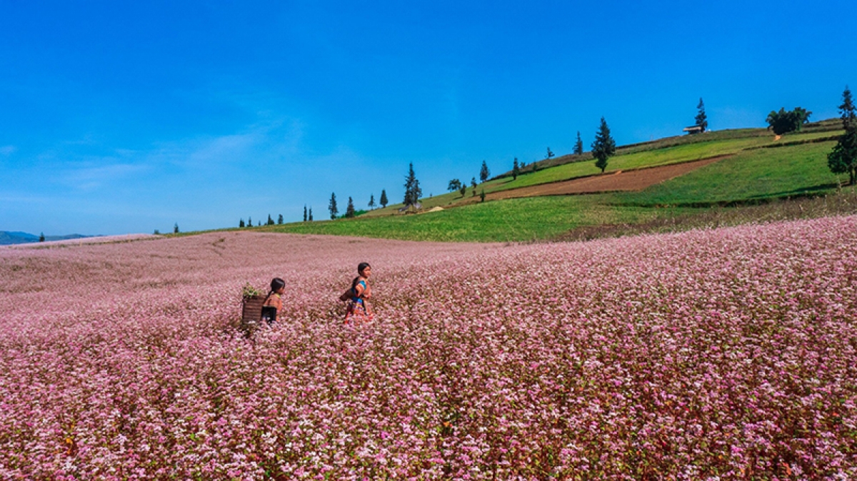 Là loài hoa vùng cao, nở rộ mỗi dịp đông về nên trong nhiều năm qua, loài hoa này đã trở thành nguồn cảm hứng thu hút du khách mọi miền đất nước đến Hà Giang tham quan.