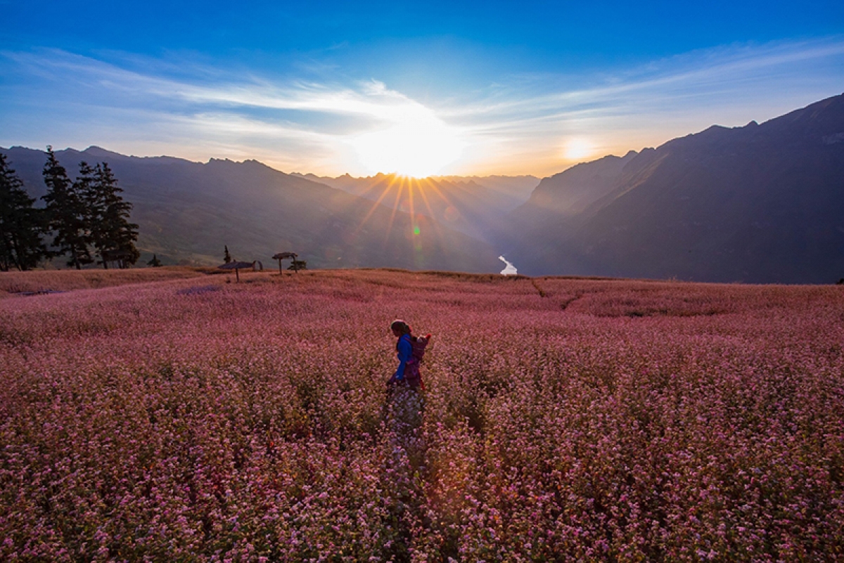 Loài hoa vùng cao nguyên đá này đã trở thành biểu tượng du lịch của Hà Giang.