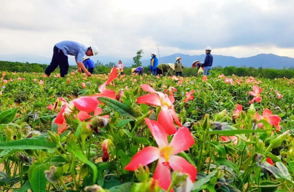 Đồng bào Pa Cô huyện A Lưới, tỉnh Thừa Thiên Huế được hỗ trợ trồng cây dược liệu