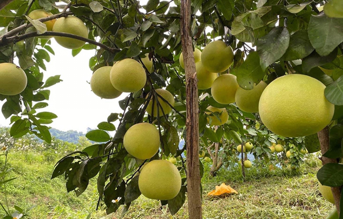 "Dần dần tôi nhận ra, mình thất bại là do chưa biết cách chăm sóc và kỹ thuật thụ phấn cho hoa bưởi nên mời các kỹ sư nông nghiệp chuyên về cây bưởi đến hướng dẫn kỹ thuật”, ông Minh cho biết. Năm 2016, gia đình ông Minh bắt đầu có nguồn thu từ bưởi với hơn 400 triệu đồng. Những năm gần đây, trung bình mỗi năm, vườn bưởi gần 650 gốc của ông mang lại nguồn thu từ 500-700 triệu sau khi trừ chi phí.