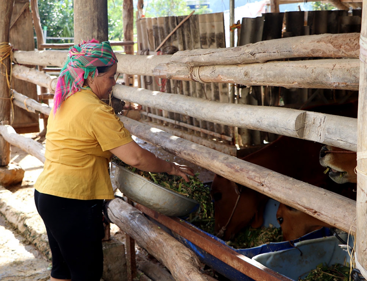 Không chỉ di dời gia súc ra xa nhà, người dân làm chuồng nuôi nhốt tập trung để hạn chế gây ô nhiễm môi trường.