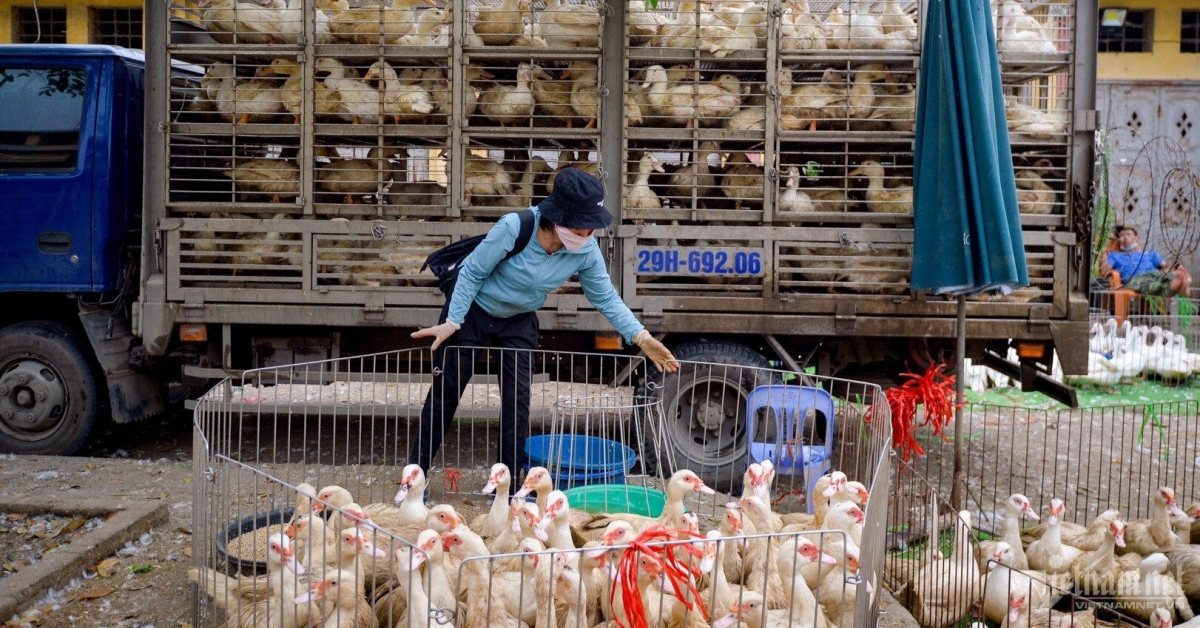 Kiểm soát chặt, ngăn nhập lậu gia cầm tại Thừa Thiên Huế.