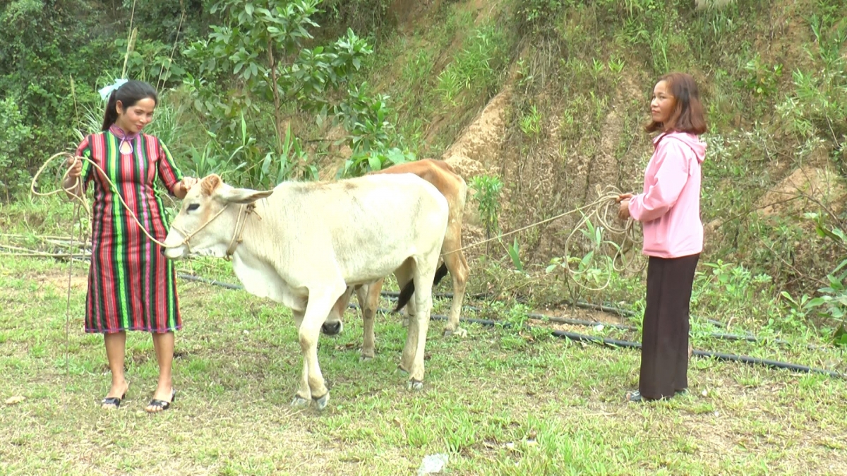 Nam Giang hỗ trợ nhiều mô hình sinh kế giúp người dân phát triển kinh tế.