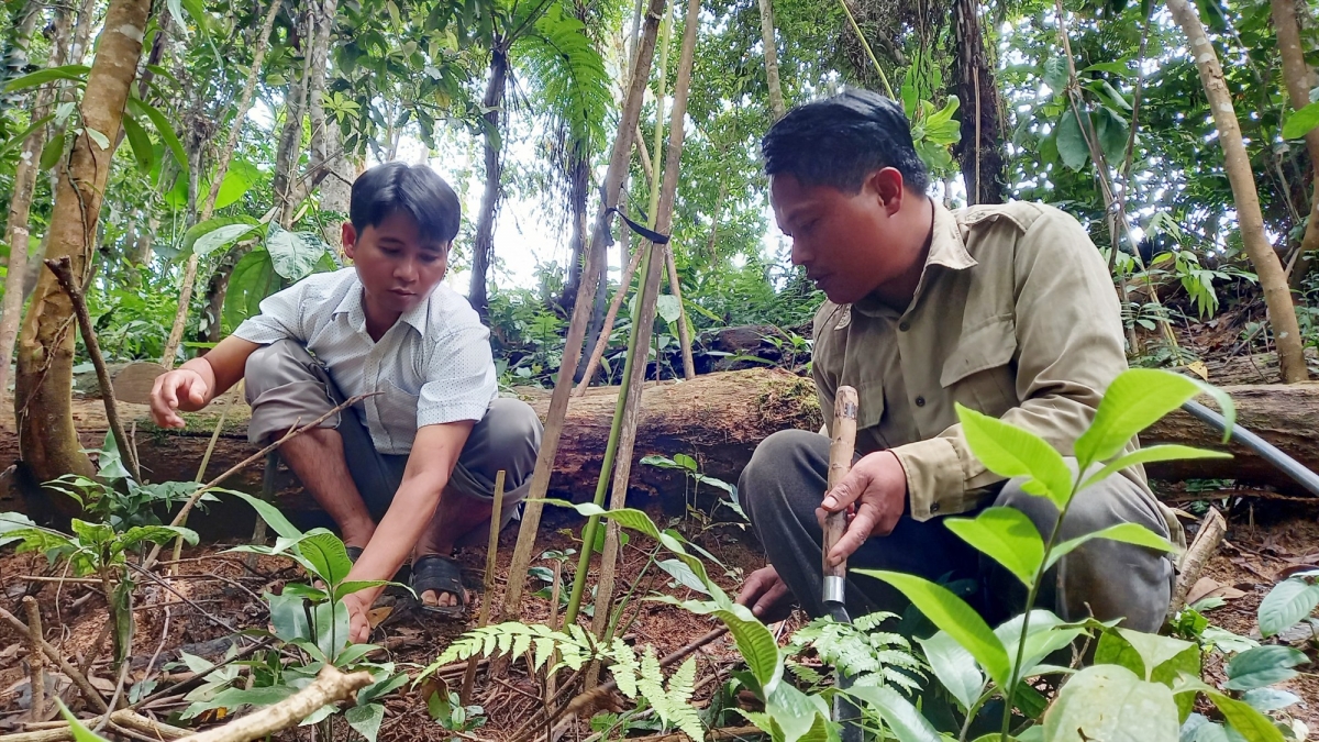 Bh'rợ chóh sâm t'poọl hi la cóh chr'val Chơ Chun (Nam Giang) zooi đhanuôr vêy pa xoọng zên.