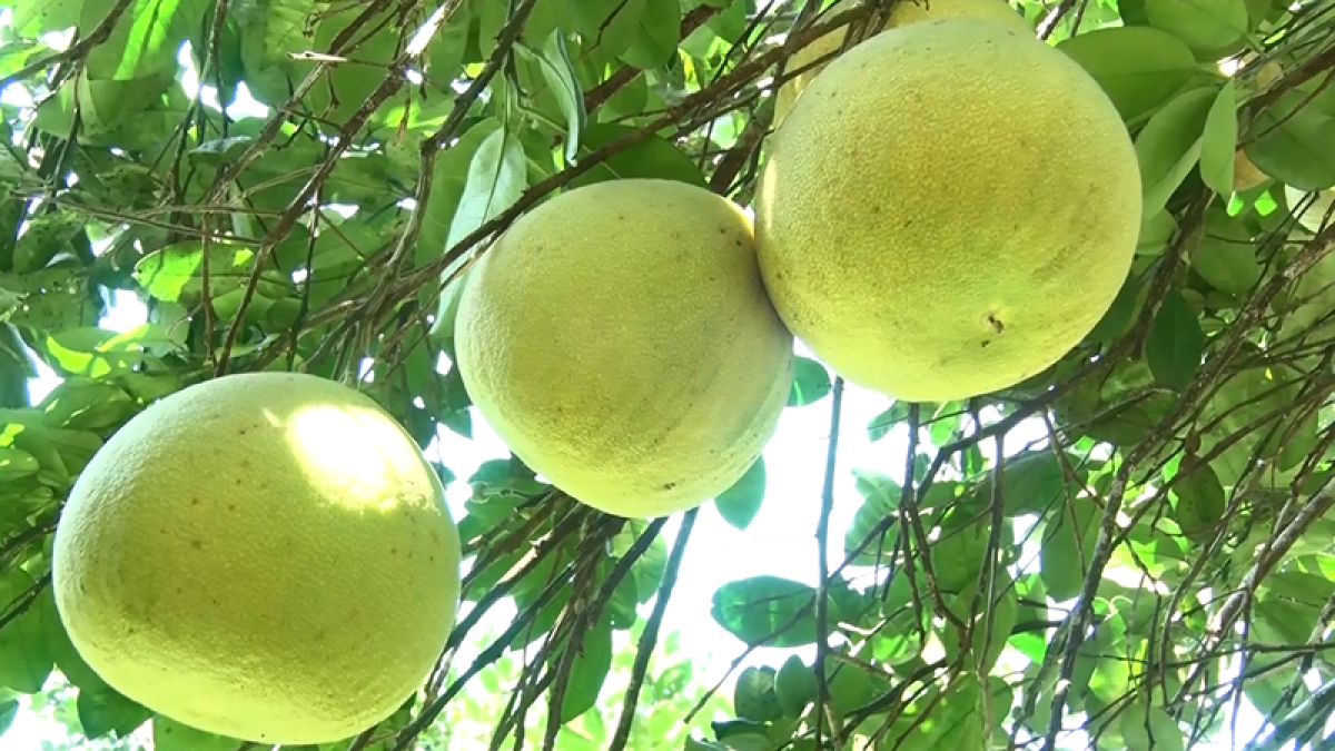 “Để đề án hình thành vùng cây ăn quả có múi mang lại hiệu quả kinh tế, huyện Tuyên Hóa tiếp tục tìm hiểu, đưa vào trồng thử nghiệm một số loại cây thích ứng với biến đổi khí hậu như bưởi da xanh, bưởi Diễn, cam Vinh… Đồng thời kêu gọi doanh nghiệp cùng liên kết với người dân để làm tốt khâu tiêu thụ sản phẩm. Hướng dẫn, hỗ trợ người dân thực hiện quy trình sản xuất có tem truy xuất nguồn gốc, dán mã QR cho sản phẩm để nâng cao giá trị cây ăn quả”, ông Đinh Xuân Thương, Trưởng phòng NN&PTNT huyện Tuyên Hóa cho biết.
