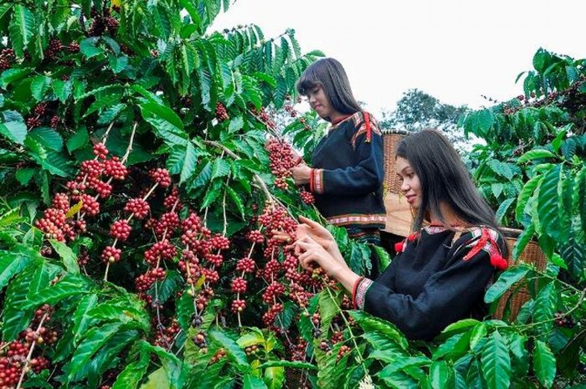 Thành phố Buôn Ma Thuột là "Thành phố cà phê thế giới". Ảnh minh họa