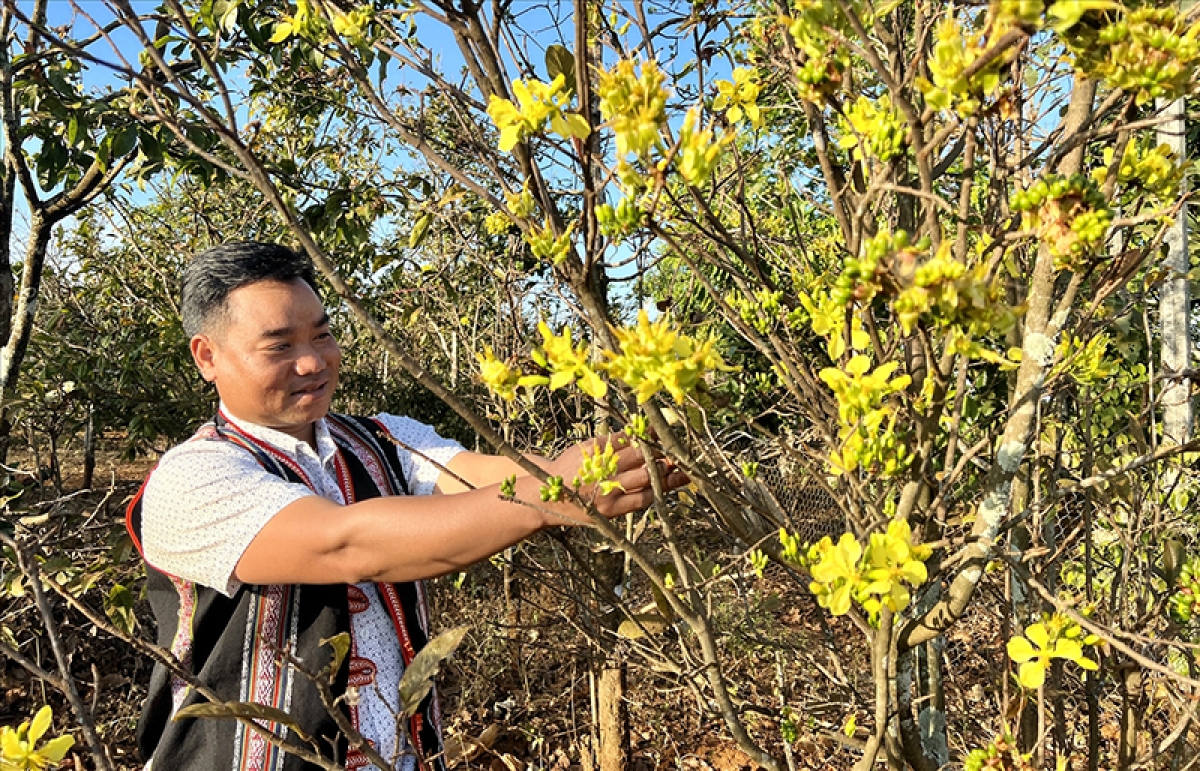 Trồng mai rừng được coi là một nghề mang lại thu nhập ổn định cho các hộ đồng bào Gia Rai ở xã Ia Kênh