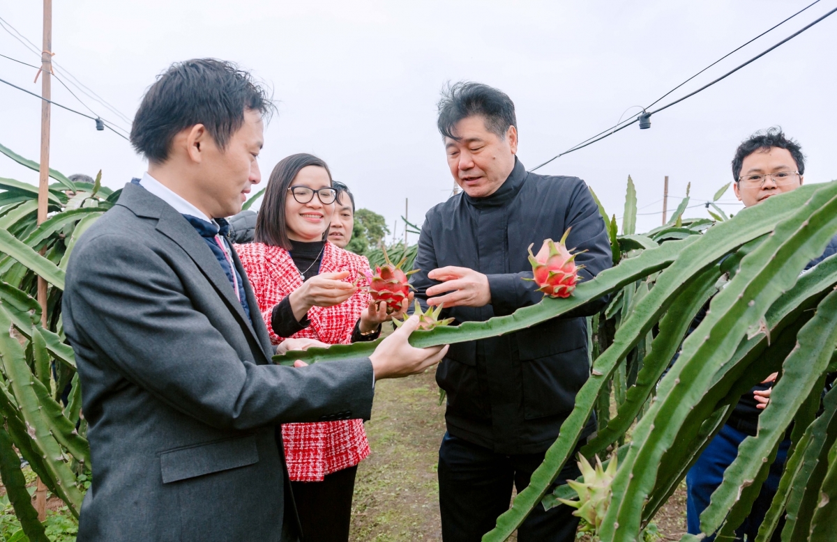 Mơnuih apăn bruă mơ̆ng anom bruă pơsur ngă hmua dêh čar hăng anom bruă Jica Japan ƀơi hmua ngă ƀong hrŏm  pla pơjing rơgoh tơring čar Hải Dương