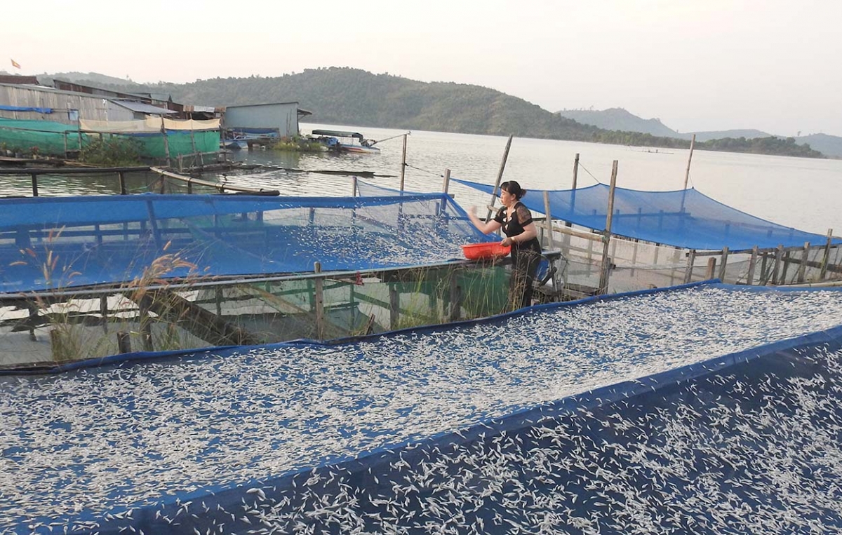 
Tơdrong jang rong ka hơdrau đei yua tơnăp lơ̆m tơjur hin dơnuh tơ̆ xah Ia Tơi, apŭng Ia H’Drai