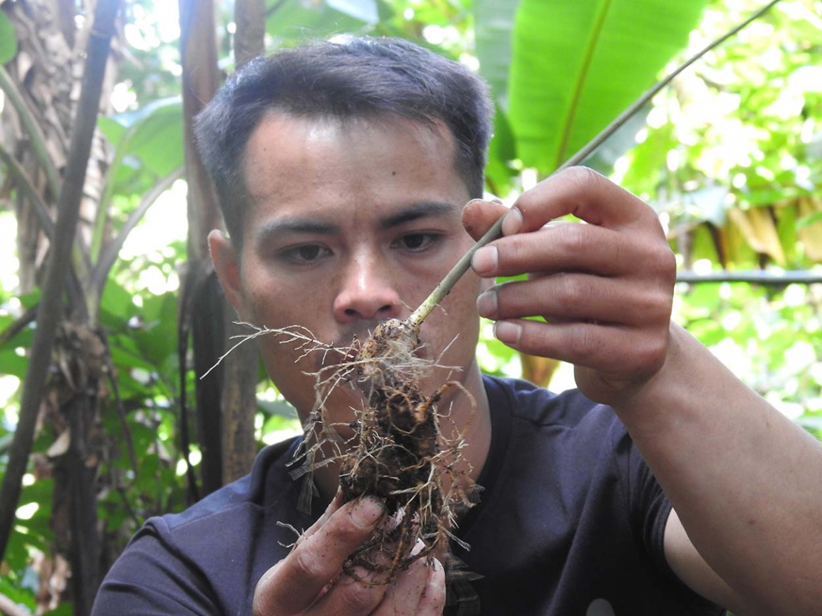 Ayong A Linh  nao phun sâm Ngọc Linh kơ sang anŏ