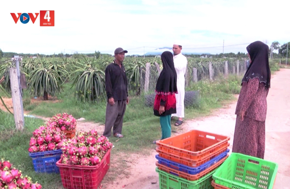 Thanh long di mikva Cam Xuân Hưng, Xuân Lộc, tỉnh Đồng Nai