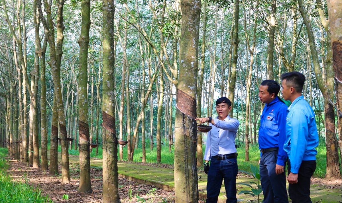 TS Lê Trọng Lư (bìa trái) hướng dẫn thanh niên địa phương kỹ thuật chăm sóc, khai thác mủ cao su.