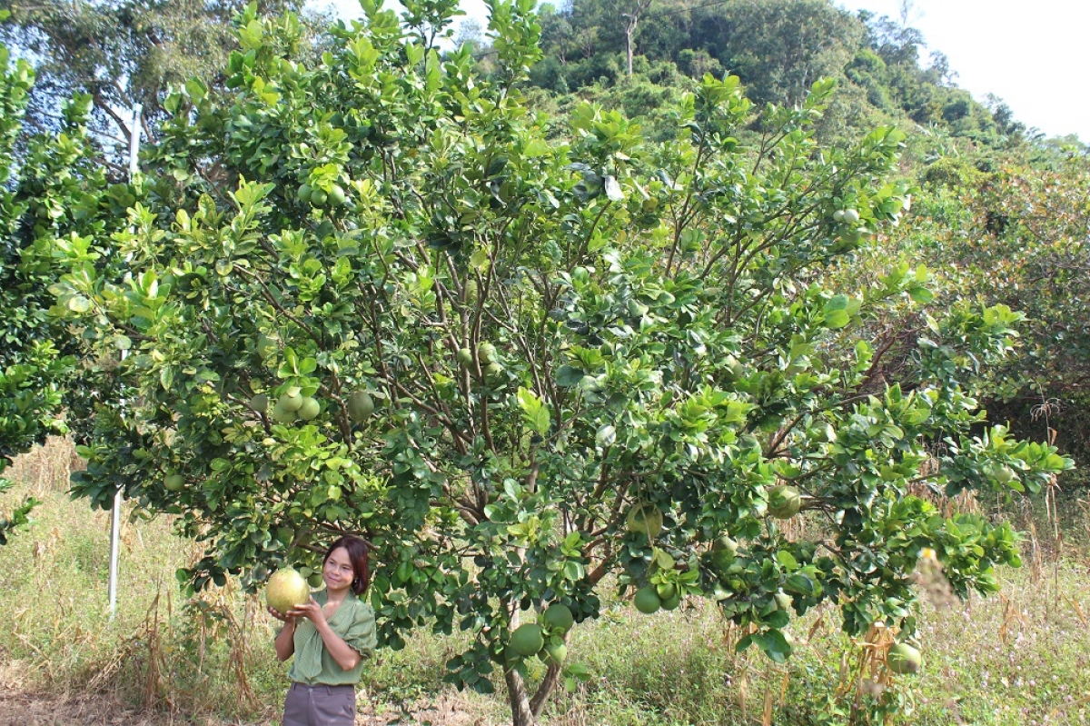 Sươn tờm plai bung kơmhò tơlir tàm thôn Hành Rạc 2, xã Phước Bình gơhòi gơ jà ngan năc lòt nhơl