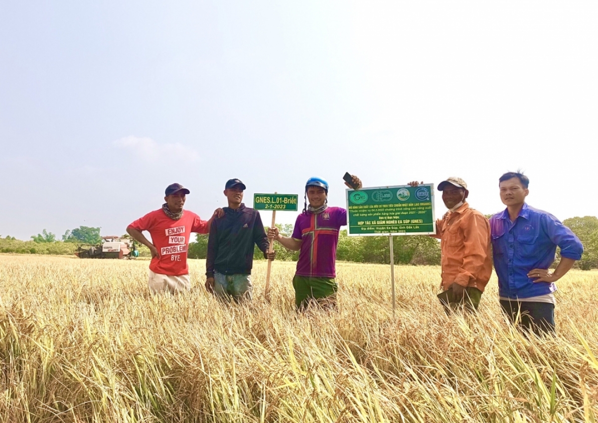 Ba phe kah Briêt hữu cơ bah HTX N’hŭch ach o Ea Súp dơi doanh nghiệp nchăm rwăt bah rnôk srih tăm
 