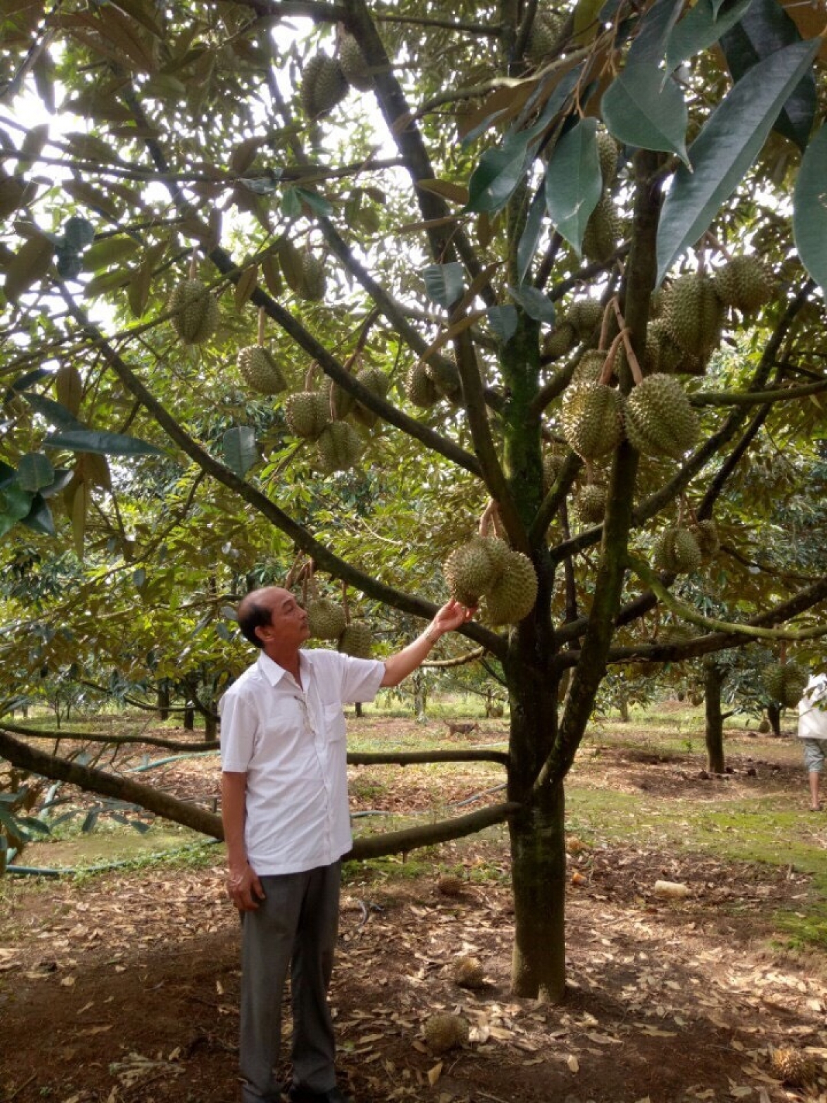 
Sơnăm 2004 đơ̆ng pơlei tơm Hồ Chí Minh năm tơ̆ Dak Nông choh jang sa, ƀok Nguyễn Ngọc Trung, hrei au đei mir pơgar sâu riêng 17ha, lơ̆m sơnăm jang sa iŏk đei truh mơjĭt ti hlak jên.