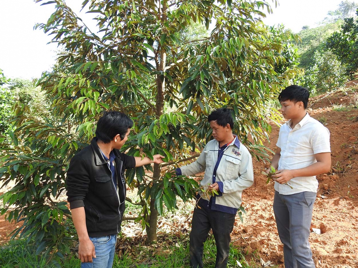 Ntrong kan tăm sầu riêng tĭng trong hữu cơ bah druh ndăm Đăk Hà
 