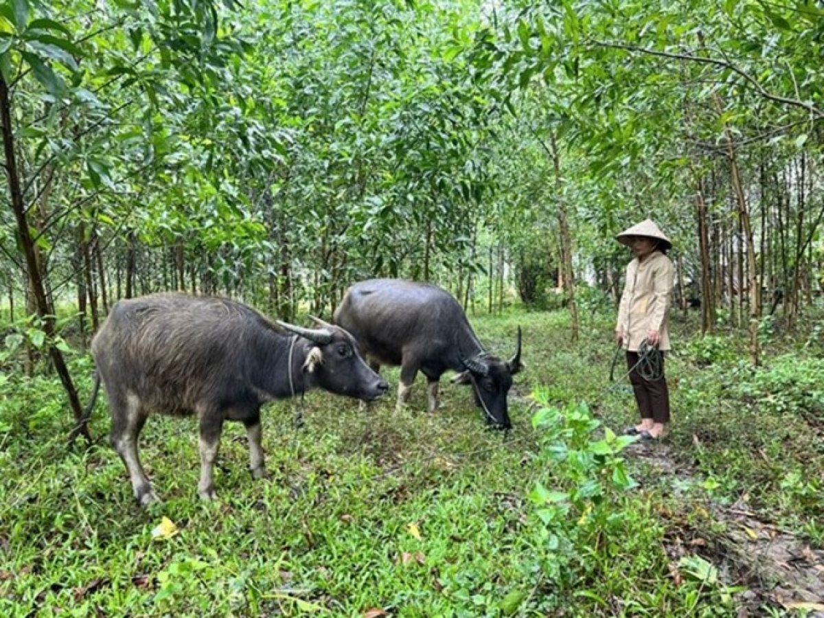 Bà Phan Thị Diễn ở thôn Phú An, xã Hướng Hiệp, huyện Đakrông (Quảng Trị) được vay vốn ưu đãi dành cho hộ đồng bào dân tộc thiểu số để phát triển kinh tế và đã thoát nghèo. Ảnh: Nguyên Linh/TTXVN