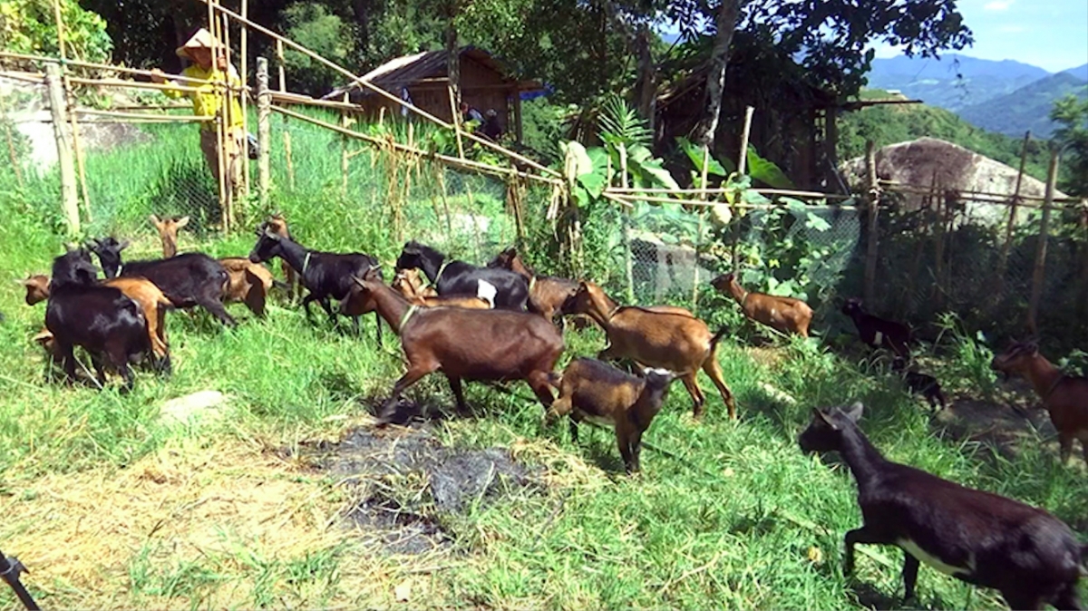 Tỉnh Quảng Nam  xay bhrợ bâc pr'đhang bh'rợ băn rơơi liêm choom, zooi đha nuôr z'lâh đha rưt