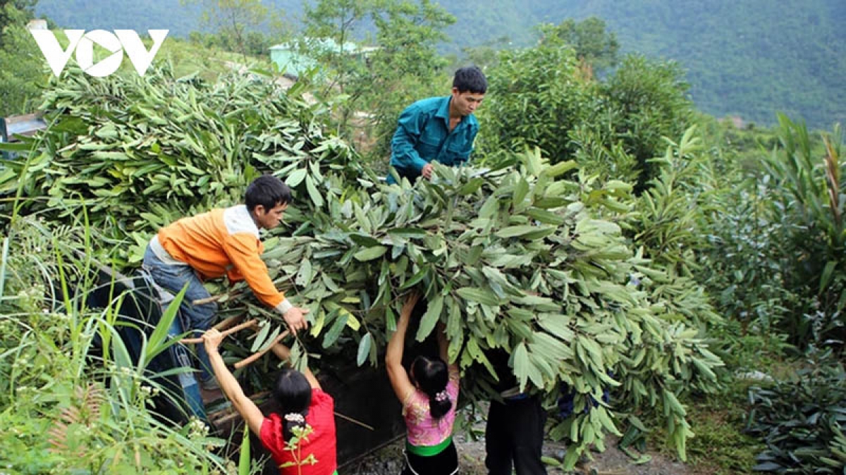 Nhờ bán cành, lá quế, người dân huyện biên giới Mường Tè đã có nguồn thu nhập ổn định
