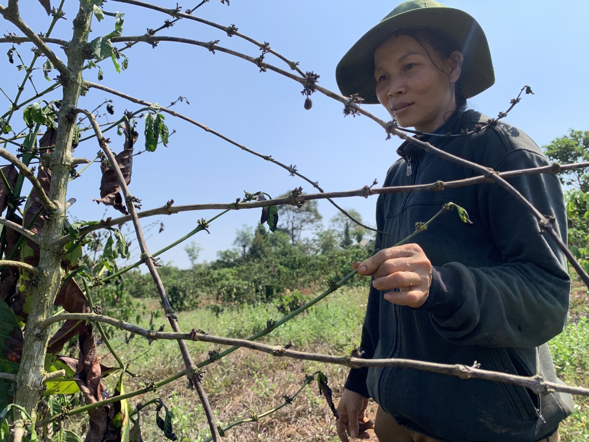 Jâ Lê Thị Quyên, ối a đô̆i 4, cheăm Thuận An, tơring Dak Mil, kong pơlê Dak Nông mơjo ‘nâng drêng kơdrum kơphế vâ chê 6 sào dế hŏn răng, hlâ xua tô mơdrăng