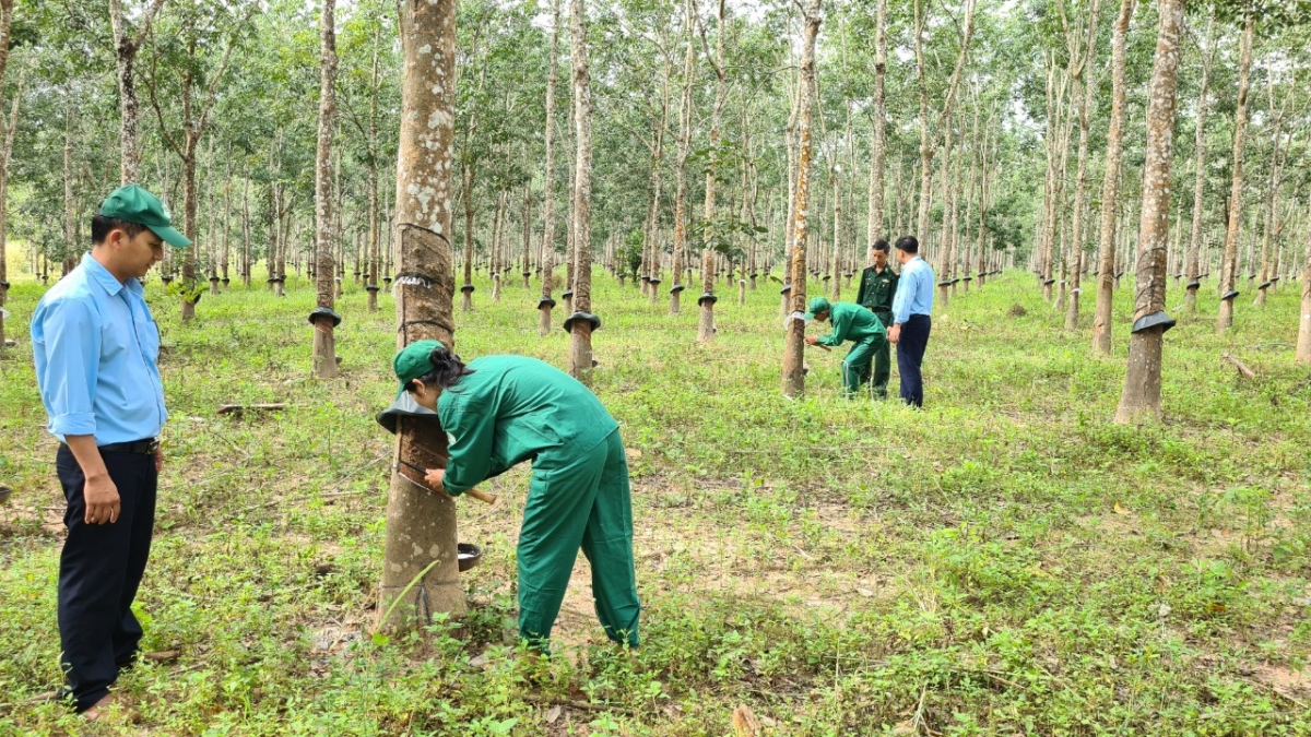 Cau lơh phan Gia Lai tàm pơrlòng còr bơsơt kau su