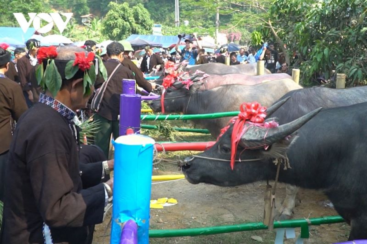 Cúng hồn trâu - nghi thức chính trong lễ hội Sú Khon Khoài được đồng bào dân tộc Lự tôn vinh là chủ đề chính trong lễ hội