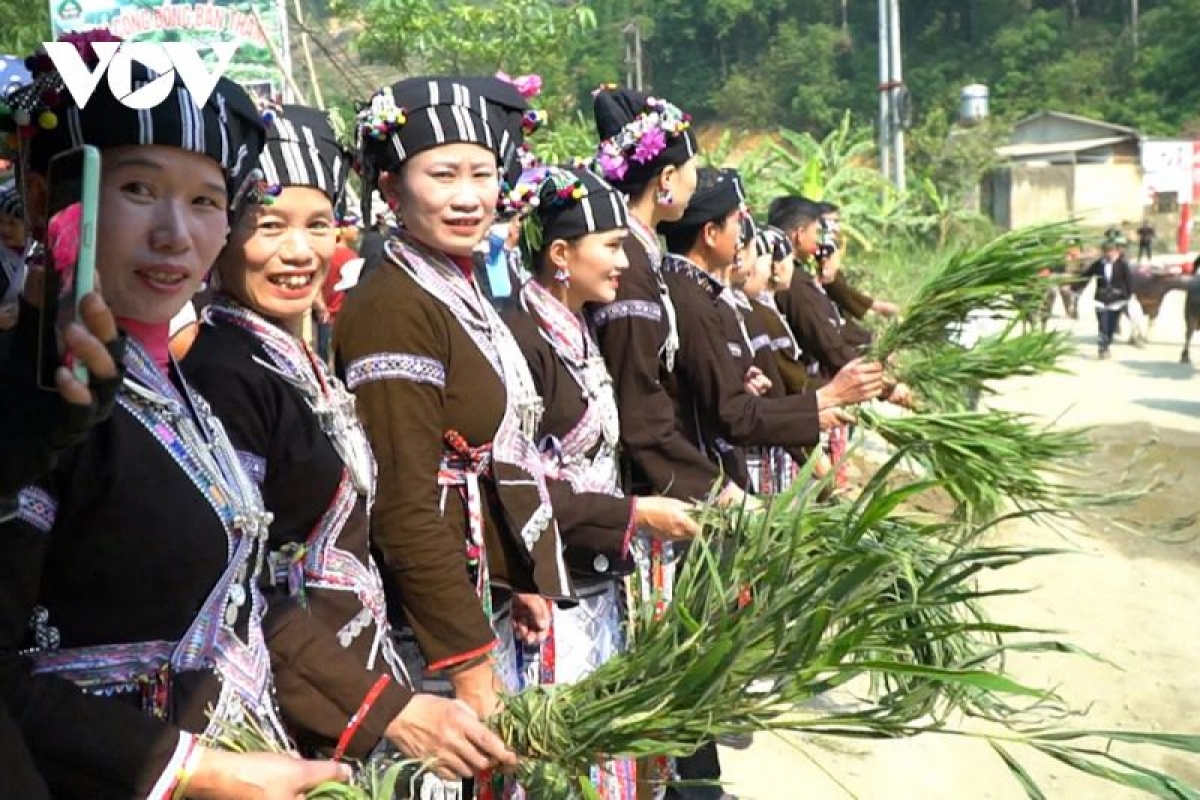 Từ những đồng cỏ xanh mơn mởn, người phụ nữ Lự đã nuôi nấng, tạo ra những con trâu to khỏe để phục vụ sản xuất mùa màng
