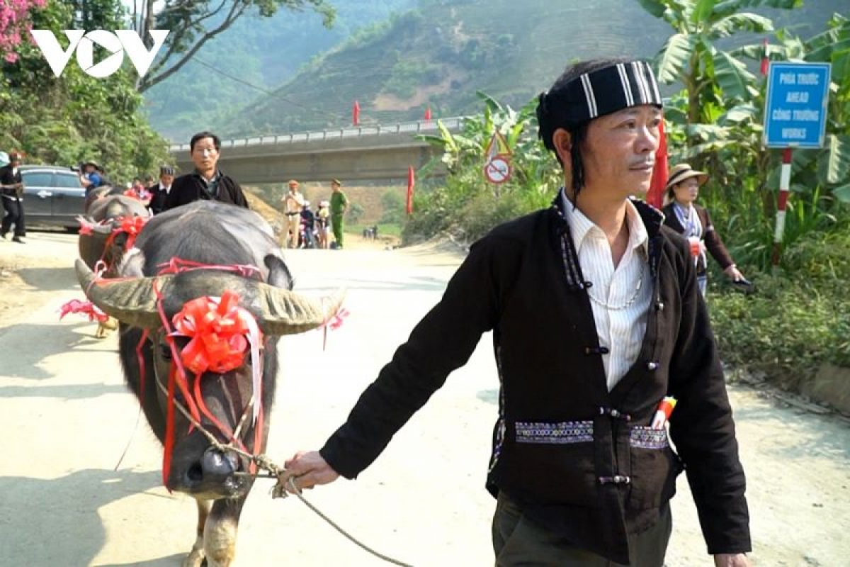 Ngay từ sáng sớm ngày chính hội, những con trâu to, khỏe, đẹp được người dân lựa chọn và dẫn về khu vực tổ chức nghi lễ như một niềm vinh dự, tự hào
