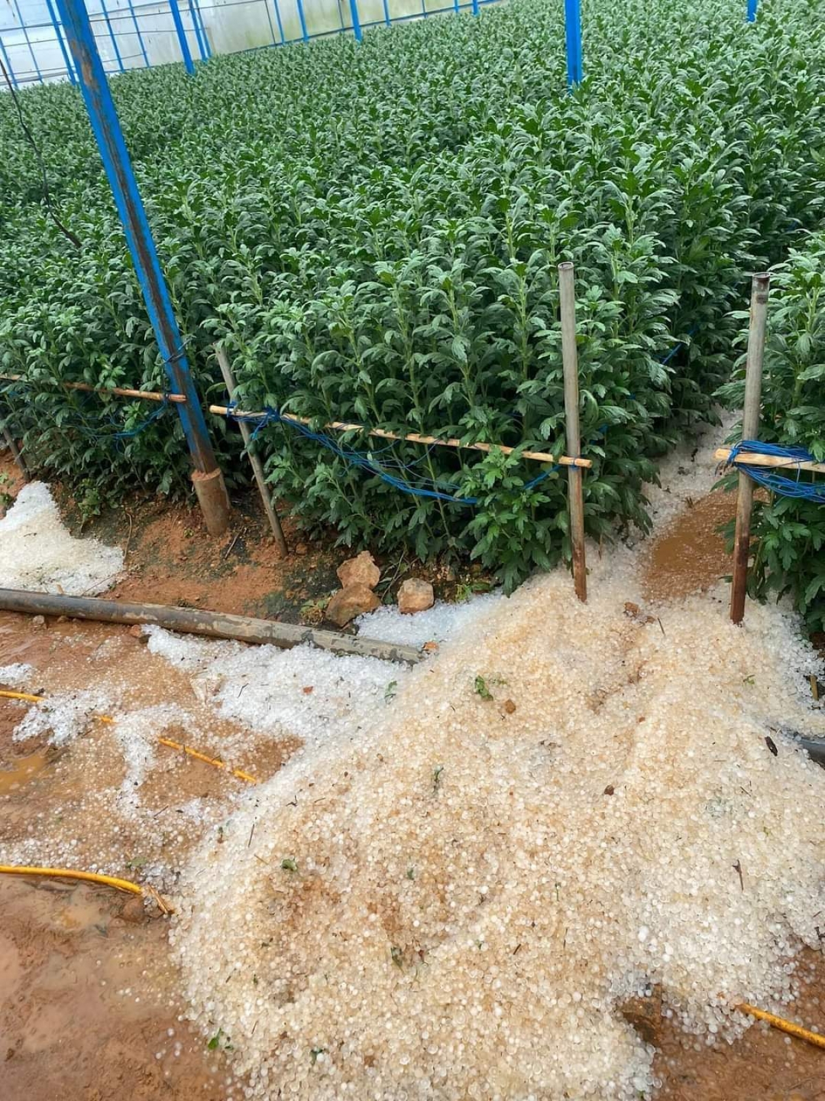 

Kong mêi príu tơkŭm hên tung hngêi nhĕng pêt mơjiâng tơmeăm pêi lo ing chiâk deăng