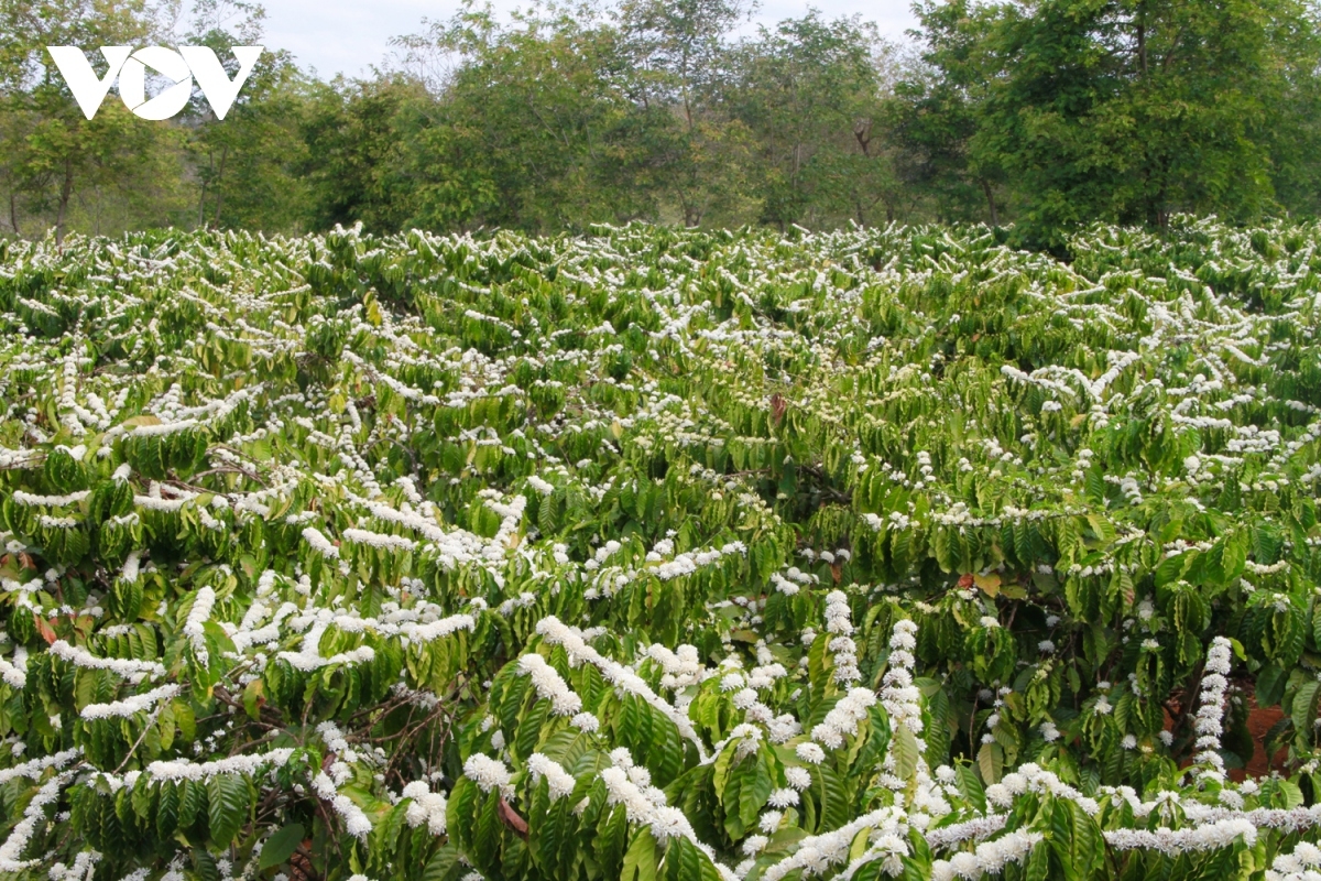 Kong tô khăng khoăng, 2 ha kơphế dêi rơpŏng Nguyễn Ngọc Bích, pơlê Kép, cheăm Ia Mơ Nông, tơring Chư Păh, kong pơlê Gia Lai xuân ối ngiât kơnôm hbrâ têa tôh