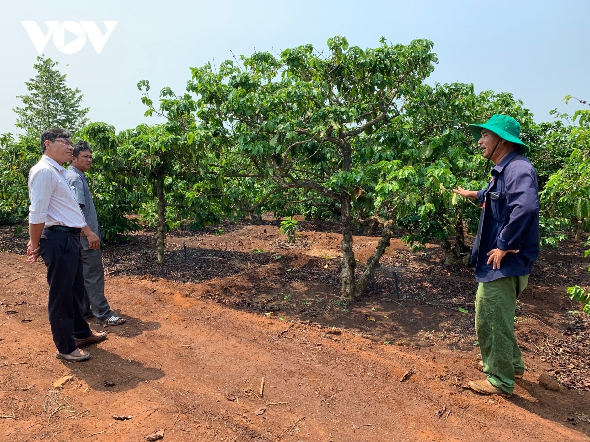 Tây Nguyên ai 6 khế rơnó tô, pá puât ‘na têa laga ki pơxúa krê ƀă loăng plâi. Kơphế, tiu, sầu riêng tơpo reăng kơ’muăn plâi a rơnó tô