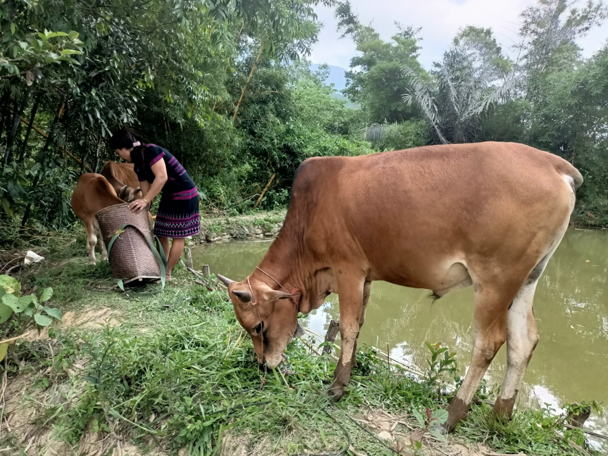 Nguồn vốn tín dụng chính sách giúp đồng bào DTTS A Lưới phát triển chăn nuôi