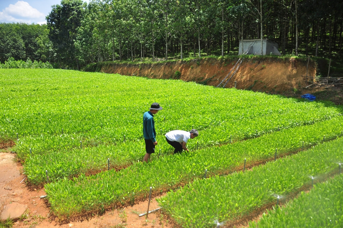 Một vườn ươm giống keo gỗ lớn tại huyện Hiệp Đức. Ảnh: TÂM ĐAN