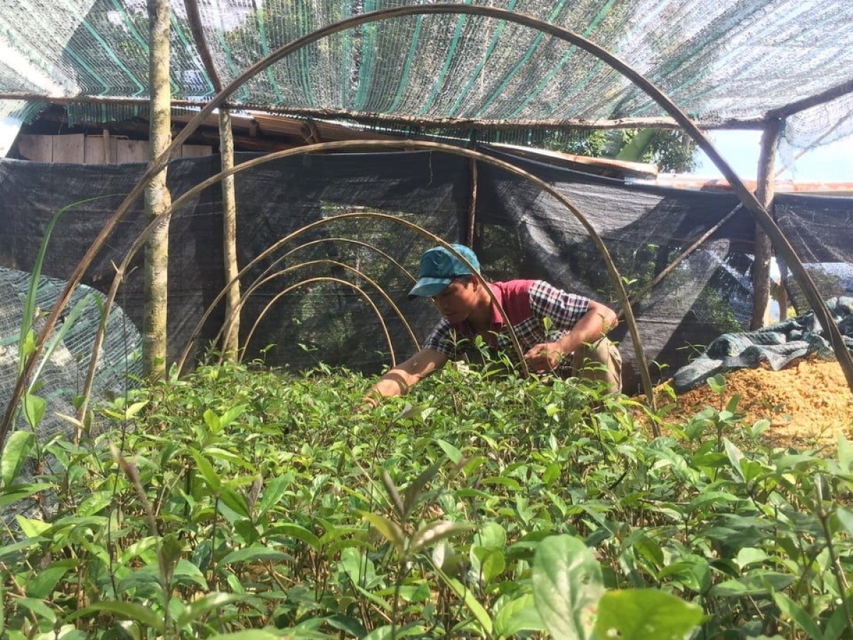 Bh'rợ chóh tơơm ba kích âng pr'loọng đông anoo Clâu Thái Ngọc chr'val Lăng.