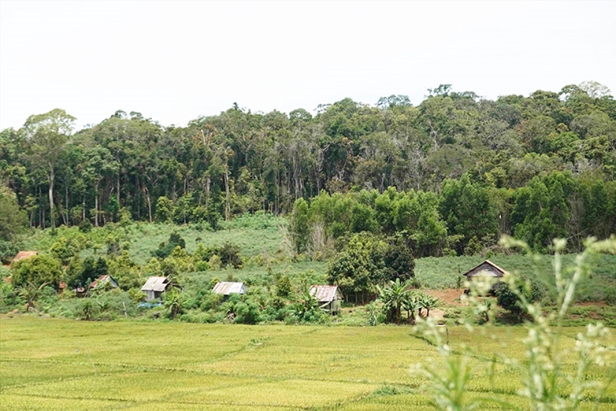 Người dân Vĩnh Sơn mong muốn được cấp quyền sử dụng đất nương rẫy.